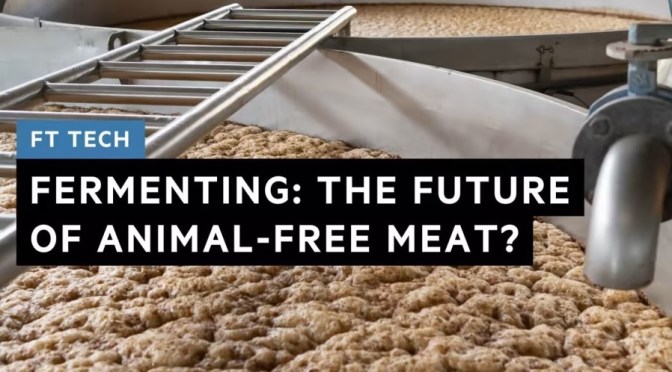 Fermentation: The Future Animal-Free Meat Source?