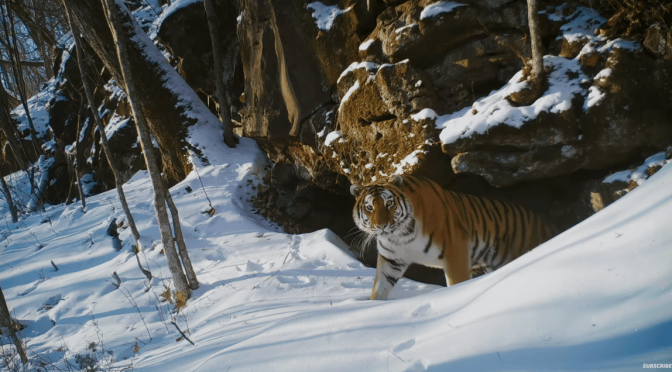 Preview: ‘Frozen Planet II’ With David Attenborough