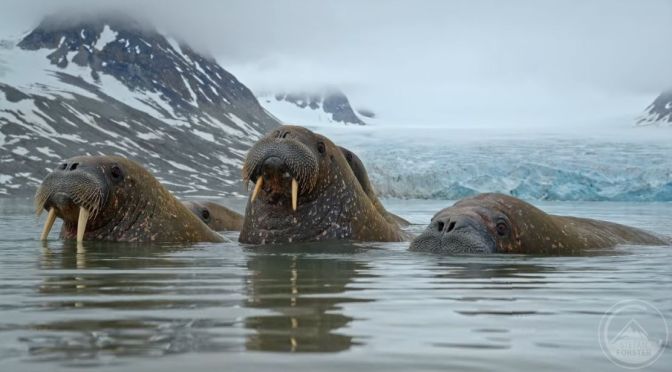Views: Icebergs & Wildlife