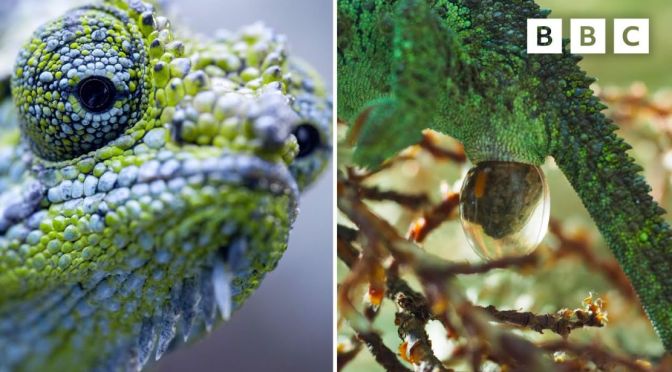 Wildlife: A Chameleon Birthing On Mount Kenya
