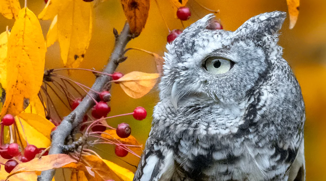 Wildlife Photography: Jocelyn Anderson & “The Beautiful World Of Birds”