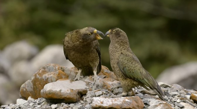 Wildlife: Keas – The Alpine Parrots Of New Zealand