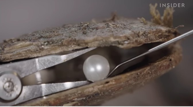 Indonesia Views: South Sea Cultured Pearl Farms