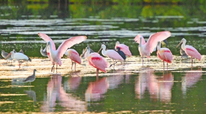 Nature: Darling Wildlife Refuge On Sanibel Island