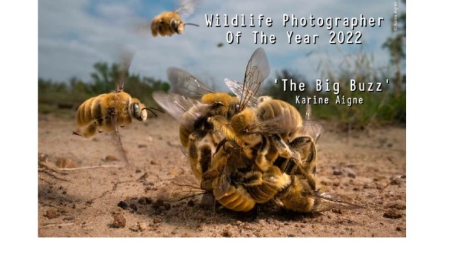 Views: The Winners Of The Wildlife Photographer Of The Year 2022 In London