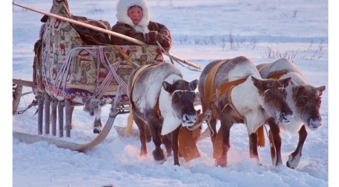 Siberia Views: The Nomadic Nenets Reindeer Herders