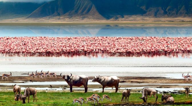 Wildlife: Ngorongoro Crater In Tanzania (4K)