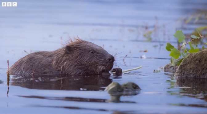 Nature In Vienna: The ‘Beavers Of The Danube’