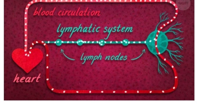 Immunity: How T Cells And B Cells Fight Infections