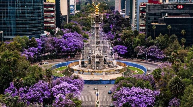 Spring 2023: Jacarandas Blooming In Mexico City