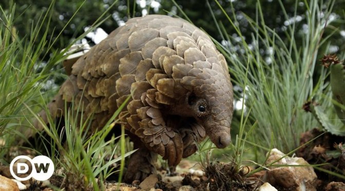 Pangolins: The World’s Most Smuggled Animal