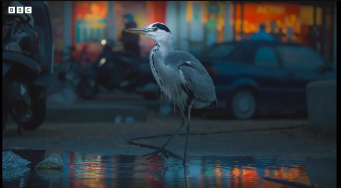 Nature In The City: The ‘Herons Of Amsterdam’