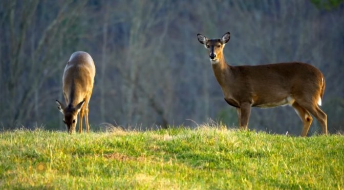 Nature: White-Tailed Deer, Cades Cove, Great Smoky Mountains Of Tennessee