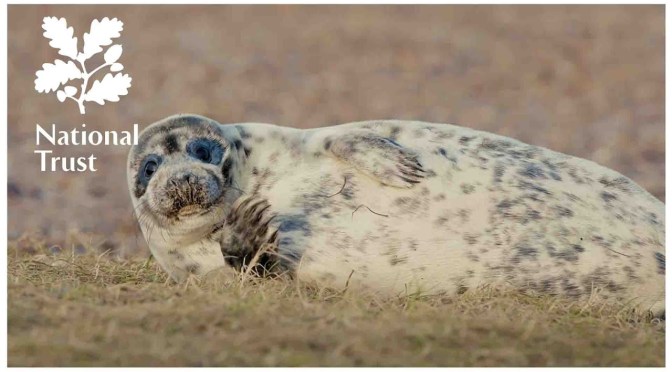 Conservation: Protecting Grey Seals At Blakeney Nature Reserve, England