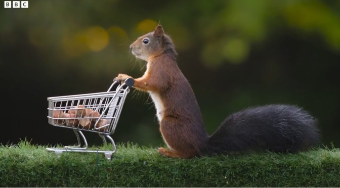Small Town Nature: Red Squirrels Thriving In UK