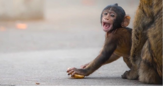 Habitats: Wild Monkeys On ‘The Rock’ In Gibraltar