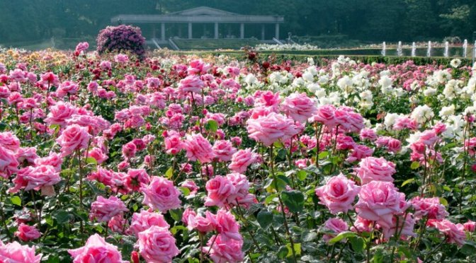 Spring 2023 Roses In Japan: Jindai Botanical GardenS