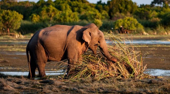 Aerial Views: Kumana National Park, Sri Lanka