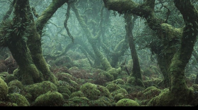 Wilderness: Time Travel In Britain’s Lost Rainforests