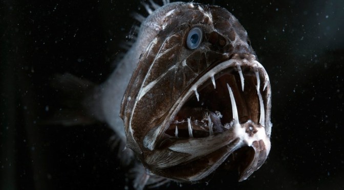 Oceans: Marine Life In The Midnight Zone (BBC Earth)