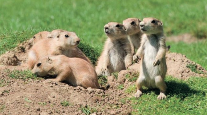 Wildlife Film Trailers: ‘A Prairie Dog’s Life’ (2023)