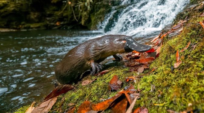 Wildlife: ‘Nature On PBS’  Season 42 Trailer (2023-24)