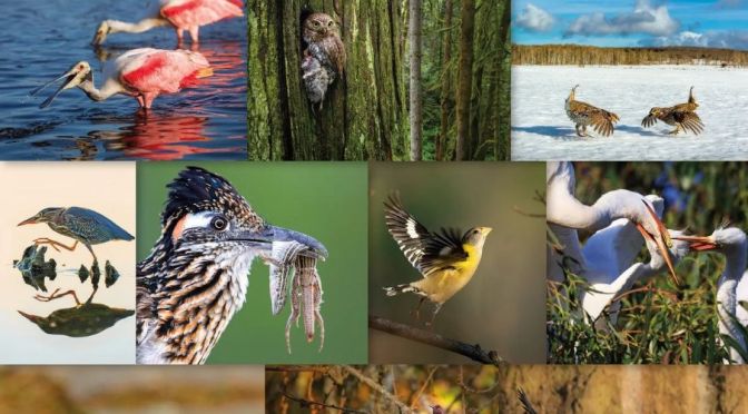 Views: Favorite Birds Of Wildlife Photographers